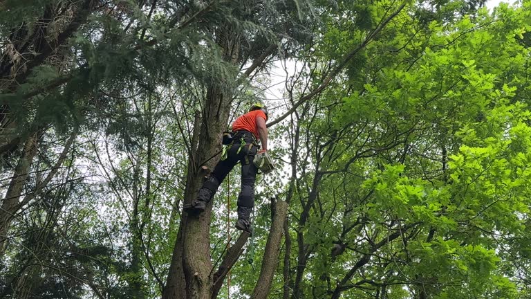 Best Hazardous Tree Removal  in West Leechburg, PA