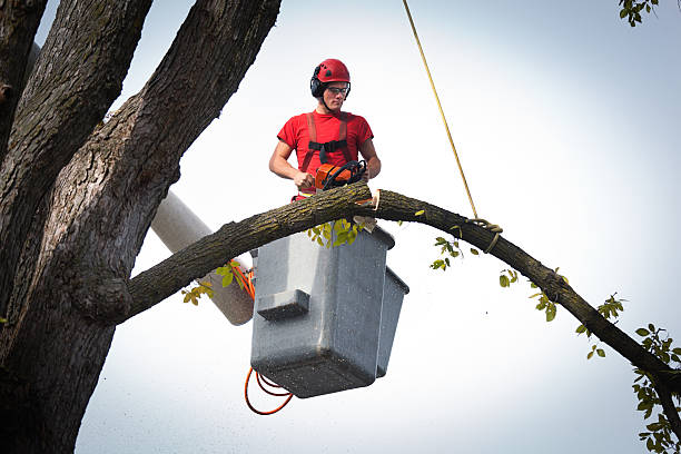 West Leechburg, PA Tree Services Company